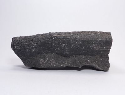 Calamites sp. - důl Vrbice, Bohumín